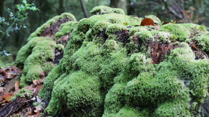 green moss on a rock