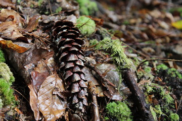 pine cone on the ground