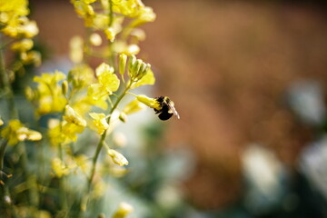 Bee on a flower collecting nectar as the seasons change from Summer to Autumn.