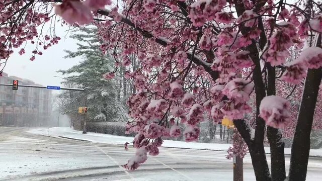 Blooming pink cherry tree during the snow storm. Close up motion view. Return to winter time concept. 