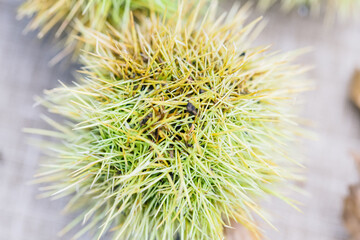 Chestnut spines. Macro close-up. In the sun.