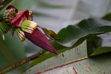 Grey - breasted Spiderhunter