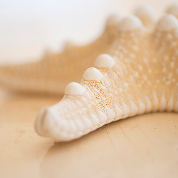 Studio shot of starfish