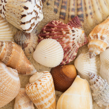 Studio shot of seashells