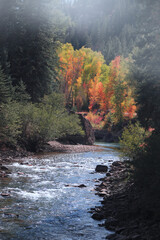 Colorful Autumn trees and bushes along Crystal river in Colorado
