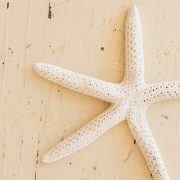 Studio shot of starfish