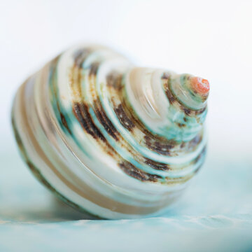 Studio shot of seashell