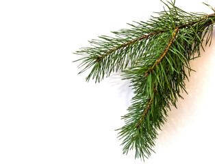 pine branch, isolate, design element for christmas