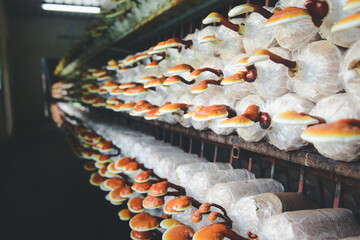 Lingzhi or Ganoderma mushroom on farm, for making medicine.