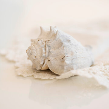Studio shot of seashell