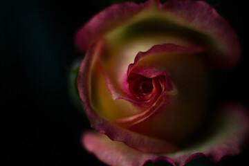 Tea rose in the macro. Yellow rose with a pink edge close on a dark background