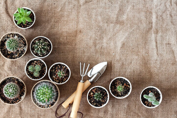 Cactus and succulent plants collection in paper cups. Home garden