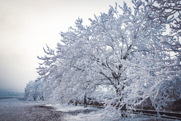 beautiful frozen winter landscape with frosty trees