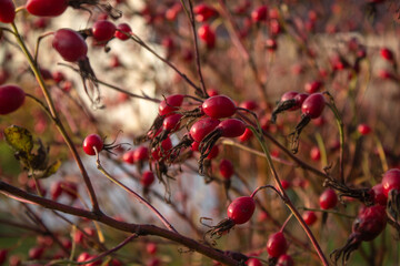 A Bush of ripe rose hips. Berries without leaves. 
 A fine crop