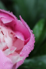 
Water drops remained on pink peonies after a summer rain