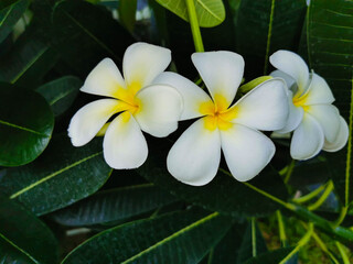 bunch of plumeria flowers on the tree with dark green leaves background.
