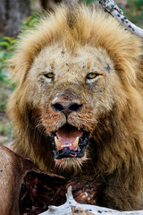Fototapeta na wymiar Lion male eating from a buffalo kill in Sabi Sands Game Reserve in the Greater Kruger Region in South Africa