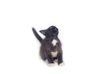 Black kitten  isolated on a white background