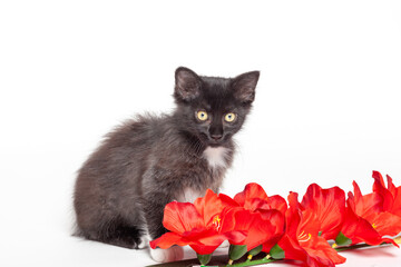 young black and white cat portrait with red flowers