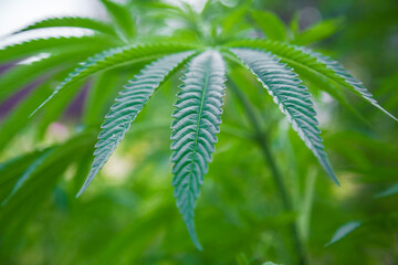 Wild cannabis Bush growing in the field.