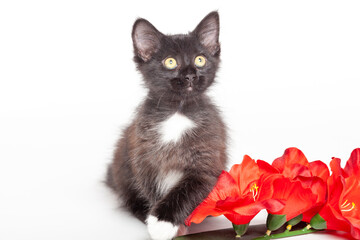 young black and white cat portrait with red flowers