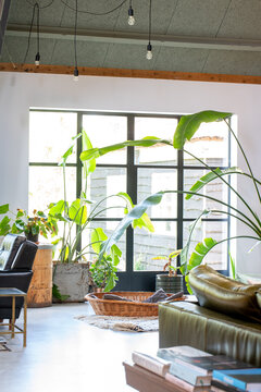 Trendy interior with concrete floor and steel windows and many houseplants. Bird of paradise plant. Barn wood wall. High quality photo. Netherlands.