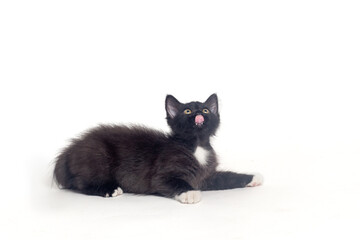 Black kitten  isolated on a white background