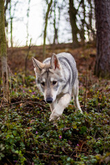 Naklejka na ściany i meble Wolf puppy in woods