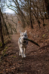 Obraz premium Wolf puppy in woods