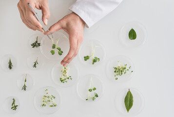 Close up of man's hand preparing plants in laboratory