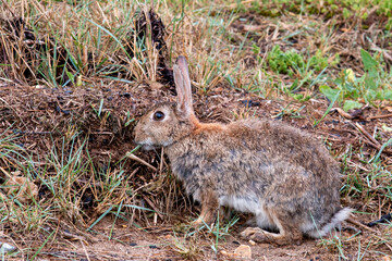 Scruffy wild rabbit eating grass just after a heavy rain storm