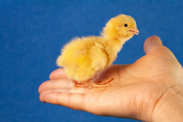 tiny quail chicks that just hatched from an egg