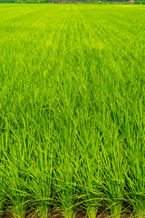 田園風景　田んぼ　稲