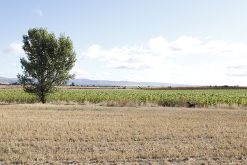 campo
