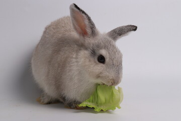 Grey Bunny Rabbit is Biting Vegetable