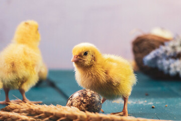tiny quail chicks that just hatched from an egg