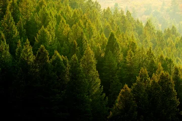 Rolgordijnen Pine Trees Forest Evening Light © Lane Erickson