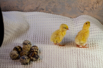 tiny quail chicks that just hatched from an egg