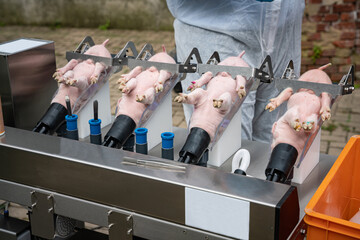 Ferkelkastration - Vorführung eines Isofluran Narkosegerätes zur Narkose der Ferkel für die...