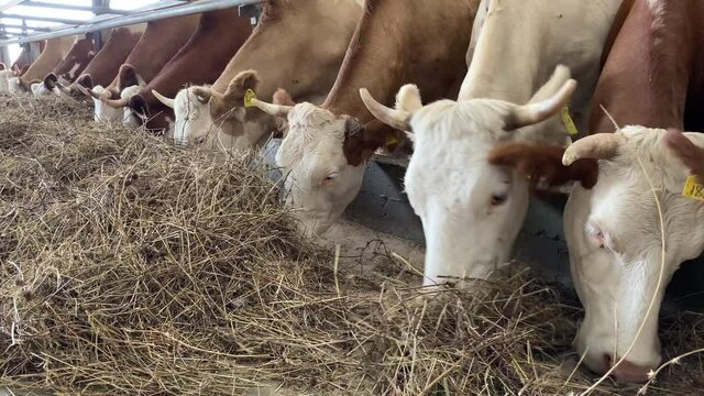 Brown cows eat dry grass in the stall