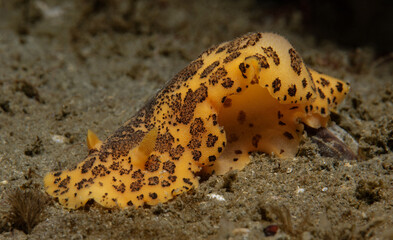Peltodoris mullineri