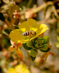 bee on yellow flower