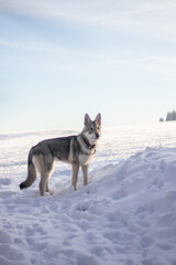 Fototapeta na wymiar Wolf in snow