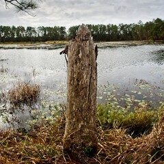 Dead Tree by Lake