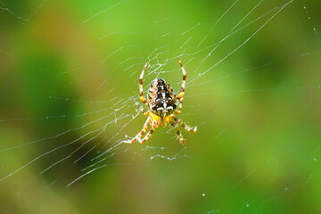 European garden spider hanging in a spiderweb