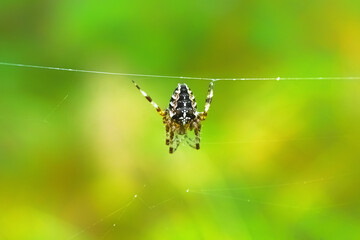 European garden spider hanging on a web wire