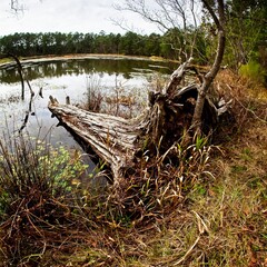 Dead Tree in Lake