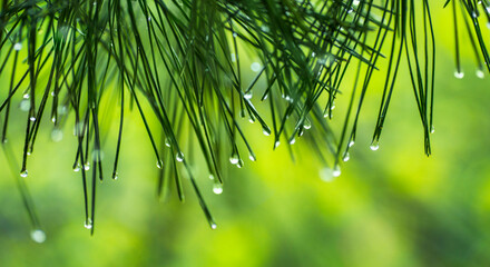 Water droplets on pine needles