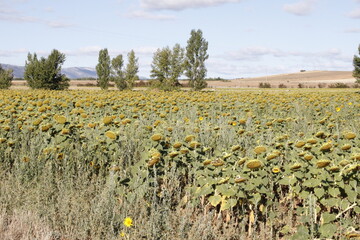 Girasoles