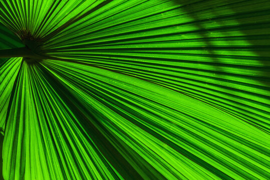 Close-up of palm leaf